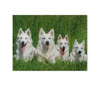 Jigsaw Puzzle 1000 Pièces Adultes，Berger Suisse Blanc，Papier Puzzle Classique Jigsaw Puzzle pour Garçons Filles HD Impression Affiche Cadeau De Noël（38x26cm）-AF4