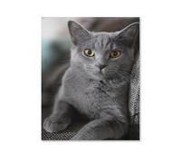 Jigsaw Puzzle 1000 Pièces Adultes，Chat Gris，Bois Puzzle Classique Jigsaw Puzzle pour Garçons Filles HD Impression Affiche Cadeau De Noël(75x50cm-G44
