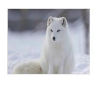 Jigsaw Puzzle 1000 Pièces，Gros Plan : Renard Arctique en Hiver，3D Adultes Bois Jouets Éducatifs Meilleur Cadeau d'anniversaire Garçons Filles（75x50cm）-W64