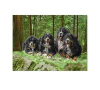 Jigsaw Puzzle, 1000 Pièces Puzzles pour Adultes Puzzles，Berger Bernois，Puzzle Éducatif Jouet pour Enfant（75x50cm）-Z85