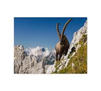 Jigsaw Puzzle 1000 Pièces，Roi des Montagnes, Bouquetin des Alpes, Capra Ibex, dans Les Alpes slovènes，Jeu Décontracté Amusant Cadeau Jouets pour Amis Et Famille（75x50cm）-R65