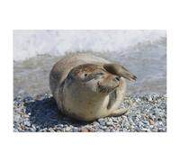 Jigsaw Puzzle 1000 Pièces，Salut des phoques de la côte de la mer du Nord，3D Adultes Bois Jouets Éducatifs Meilleur Cadeau d'anniversaire Garçons Filles（75x50cm）-Z84