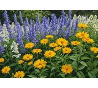 Jigsaw Puzzle 30 Pieces Lavender, Premium Jigsaws 30 Pieces for Adults & Teens, Precision Fit Thick Board, Ideal Gift for for Men & Women, Finished Size 25x20cm Daisies