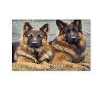 Jigsaw Puzzle，Chien Berger Allemand Animal，1000 Pièces Puzzle Drôle en Papier pour Adultes 1000 Pièces, Est pour Les Amis Et La Famille（38x26cm）-E99