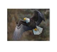 Jigsaw Puzzle，Pygargue à tête Blanche Volant Le Long d’Une Pente montagneuse, Alaska，1000 Pièces Puzzle Drôle en Bois pour Adultes 1000 Pièces, Est pour Les Amis Et La Famille（75x50cm）-F83