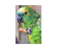 Jigsaw Puzzles，Amazone à Front Bleu croquant Une cacahuète，Adultes Bois Puzzle Image, Filles Chambre Maison Décoration Murale Murale 1000 Pièces（75x50cm）-AI41