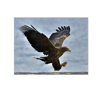 Jigsaw Puzzles，Pygargue à tête Blanche Volant Devant Un Ciel Bleu Clair，1000 Piece Adult Puzzles, Childrens Teenagers Boy Girl Toy（75x50cm）-S68