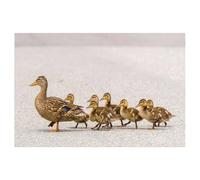 Jigsaw Puzzles，Une mère Canard et Ses canetons traversant la Route en File Indienne，Adultes Bois Puzzle Image, Les Étudiants du Collège Soulagent Le Stress Jigsaws Jouets Jeu 1000 Pièces（75x50cm）-T28