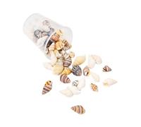 jiingekk Coquilles de conque naturelles - Fournitures d'art - Collection artisanale pour la décoration de la maison et les projets créatifs - Coquillages créatifs - Matériaux de décoration d'intérieur