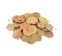 jiingekk Feuilles de plantes naturelles de qualité supérieure pour aquariums d'eaux douces, design naturel de lits de rivière, paysage dans l'écosystème, aquariums de poissons, feuilles faciles pour