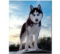 Jinmer Bricolage Diamond Painting Chien Husky,5D Diamant Painting Kit Complet,Broderie Peinture Diamant Arts pour Adultes Enfants Cristal Strass Point de Croix Painting Décoration la Maison,50x70cm