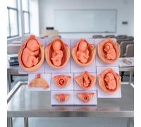 Jiuvaso Modèle Anatomique Éducatif Gestation Humaine avec Structures Internes Réalistes pour les Cours Biologie et la Pratique Obstétricale