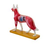 Jiuvaso Modèle d'anatomie canine, modèle d', objet de collection en biologie vétérinaire, outil pédagogique