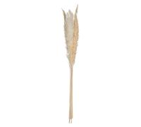 Atmosphera Créateur d'intérieur - Lot de 6 Fleurs Séchées "Pampa" 66cm Naturel Gris G