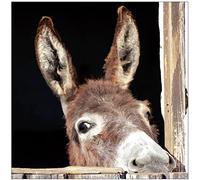 Jm-Déco Sticker boites aux Lettres Ane 30x30cm