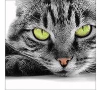 Jm-Déco Sticker boites aux Lettres Chat 30x30cm