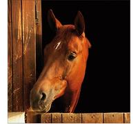 Jm-Déco Sticker boites aux Lettres Cheval 30x30cm