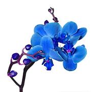 Jm-Déco Sticker Fleur Orchidée Bleu 29x32 cm