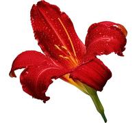 Jm-Déco Sticker Fleur Rouge 28x30 cm