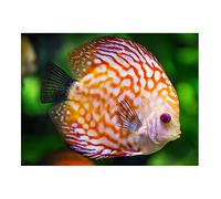 JMUNG 5D Diamant Peinture Poisson Discus Mignon 25x30cm Kit de Peinture Diamant par numéro, Bricolage Diamond Painting Point de Croix Peinture Strass Broderie Art Craft pour Home Décoration Murale