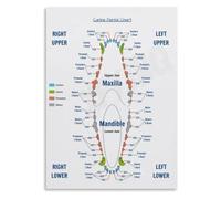 JMVLVLOA Veterinary Poster Dog Teeth Numbering System Wall-Art | Uses modified triadan system for professional vet staff reference and training(Framed,16x24inch(40x60cm))