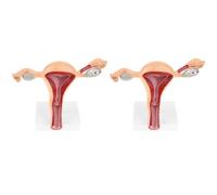 Jnchdghwa 2X Modèle Anatomique D'Organe Reproducteur Féminin Utérus Vagin Modèle D'Utérus Féminin Modèle D'Anatomie Humaine Outils D'Enseignement