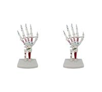 Jnchdghwa 2X Modèle de Main Squelette, Modèle D'Articulation de la Main, avec Poignet, Cubitus, Os de la Main Articulés, Modèle Musculaire D'Anatomie des Os Palmaires