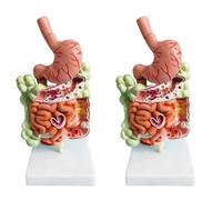 Jnchdghwa 2X Modèle de SystèMe Digestif Humain Anatomie de L'Estomac Gros Intestin Caecum Rectum DuodéNum Modèle de Structure des Organes Internes Humains