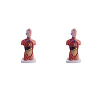 Jnchdghwa 2X Poupée D'Anatomie de Mannequin de Torse 15 Pièces Amovibles Modèle D'Organe Éducatif Modèle D'Anatomie D'Organe Interne Humain
