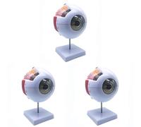Jnchdghwa 3pièces Modèle Anatomique de L'Œil Humain Agrandi 6X, Modèle Anatomiquement Précis de L'Œil Humain pour L'Étude en e Sciences
