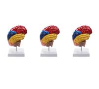 Jnchdghwa 3X Anatomie de Modè Le Anatomique Cérébral 1: 1 Moitié Du Cerveau Cerveau Tronc Cérébral Fournitures de Laboratoire D'Enseignement