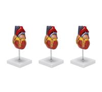 Jnchdghwa 3X Modèle de Coeur Humain 1: 1,Modèle Cardiaque Anatomiquement Précis Anatomie Du Squelette pour Le Modèle D'Enseignement D'Affichage