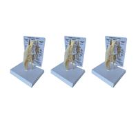 Jnchdghwa 3X Modèle de Genou Canin Modèle Anatomique D'Articulation de Chien Modèle de Squelette de Chien Anatomie Du Squelette Animal Science Médicale Cadeau