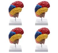 Jnchdghwa 4X Anatomie de Modè le Anatomique CéRéBral 1: 1 Moitié Du Cerveau Cerveau Tronc CéRéBral Fournitures de Laboratoire D'Enseignement