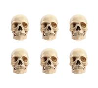 Jnchdghwa 6X 1:2 DéMonté Crâne Modèle Anatomique Anatomie Squelette Crâne Modèle DéTachable Fournitures PéDagogiques Outil