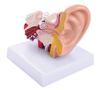 JNJOOD Modèle d'Anatomie 'Oreille Humaine de 1,5 Fois Montrant Les Organes Des Oreilles Centrales Et Extérieures