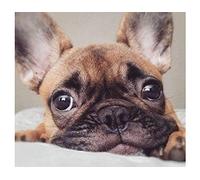 JNNPY broderie point de croix kit complet,canevas point de croix kit complet pour adultes débutant Bouledogue français mignon,kit point de croix imprimé pour décoration 40X50cm