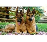 JNNPY broderie point de croix kit complet,canevas point de croix kit complet pour adultes débutantChien de race berger allemand,kit point de croix imprimé pour décoration 40X50cm