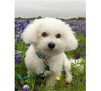 JNNPY broderie point de croix kit complet,canevas point de croix kit complet pour adultes débutantmignon,Bichon frise chien en fleurs,kit point de croix imprimé pour décoration 40X50cm