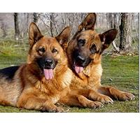 JNNPY broderie point de croix kit complet,canevas point de croix kit complet pour adultes débutantmignon,Chien de berger allemand,kit point de croix imprimé pour décoration 40X50cm