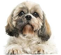 JNNPY broderie point de croix kit complet,canevas point de croix kit complet pour adultes débutantShih Tzu Chien Animaux,kit point de croix imprimé pour décoration 40X50cm