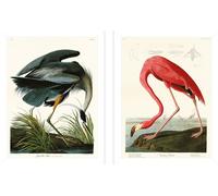 John James Audubon - Impression encadrée, Héron du Canada / Flamant de Cuba Lot de 2 PM11621 (40 cm x 30 cm) (bleu/rose/blanc)