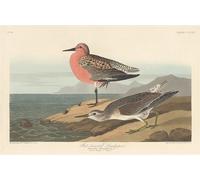 John James Audubon - imprimé "Bécasseau à poitrine rousse" PM5446 (80 cm x 60 cm) (Bunt)