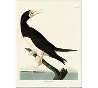 John James Audubon - imprimé "Fou de Bassan", Papier PM12044 (60 cm x 80 cm) (Bunt)