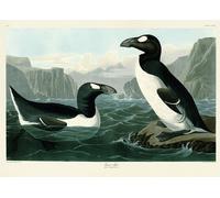 John James Audubon - imprimé "Grand pingouin" PM12195 (40 cm x 30 cm) (Bunt)