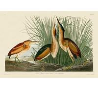 John James Audubon - imprimé "Least Bittern" PM5444 (60 cm x 80 cm) (Blanc/Brun/Vert)
