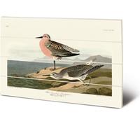 John James Audubon - imprimé "Red-Breasted Sandpiper", bois PM5473 (20 cm x 29,5 cm) (Noir/Brun/Vert)