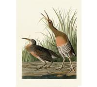 John James Audubon - imprimé "Salt Water Marsh Hen" PM5449 (80 cm x 60 cm) (Vert/Orange/Gris)