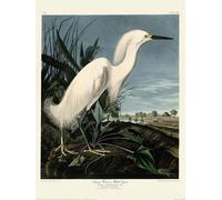 John James Audubon - imprimé "Snowy Heron" PM10476 (80 cm x 60 cm) (Blanc)