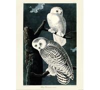 John James Audubon - imprimé "Snowy Owl" PM10486 (40 cm x 30 cm x 0,21 cm) (Noir/Blanc)